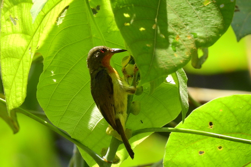 Ruby-cheeked Sunbird (Chalcoparia singalensis), photo 9
