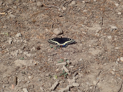 Papilio indra
