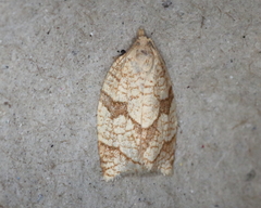 Adoxophyes negundana