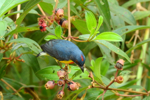 Crimson-breasted Flowerpecker (Prionochilus percussus), photo 4