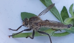 Machimus arthriticus