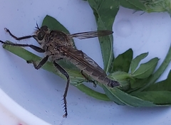 Machimus arthriticus