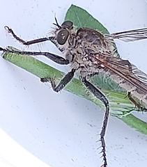 Machimus arthriticus