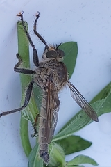 Machimus arthriticus