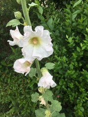 Alcea rosea