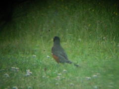 Turdus migratorius migratorius