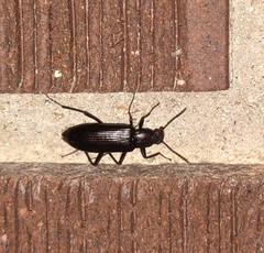 Stenochiini