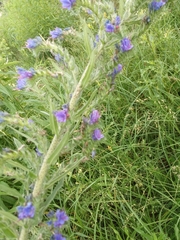 Echium vulgare