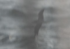 Calonectris leucomelas