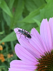 Strangalepta abbreviata