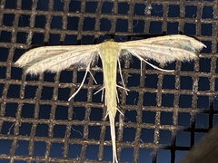 Pterophorus