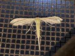 Pterophorus