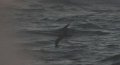 Calonectris leucomelas