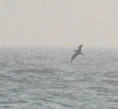 Calonectris leucomelas