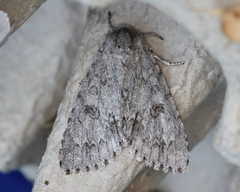 Acronicta americana