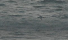 Calonectris leucomelas