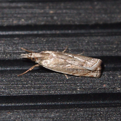 Pseudocatharylla duplicella