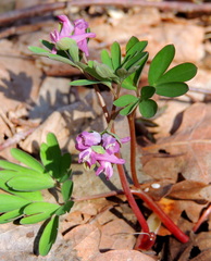 Corydalis intermedia