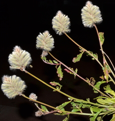 Ptilotus angustifolius