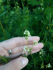 Galium uliginosum