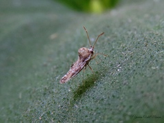Corythauma ayyari