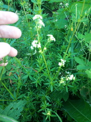 Galium uliginosum