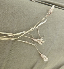 Sclerochloa dura