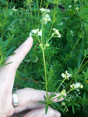 Galium uliginosum