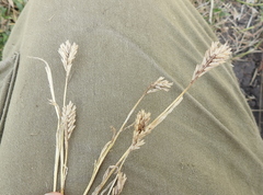Sclerochloa dura