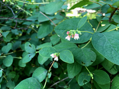 Symphoricarpos albus