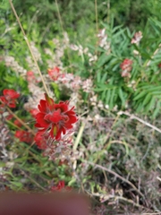 Castilleja nelsonii