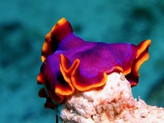 Pseudoceros ferrugineus