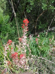 Castilleja nelsonii