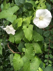 Calystegia sepium