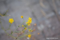 Senecio gallicus