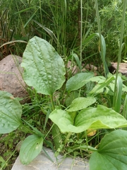 Plantago major