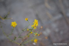 Senecio gallicus