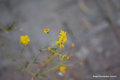 Senecio gallicus