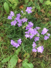 Campanula rotundifolia