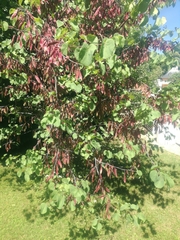 Cercis siliquastrum