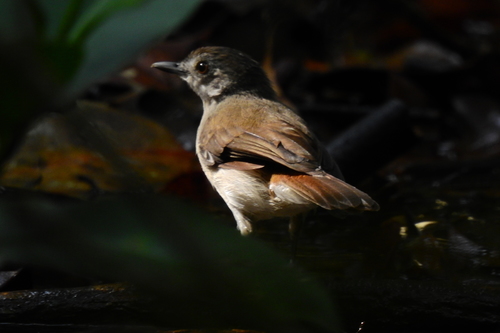 Sooty-capped Babbler (Malacopteron affine), photo 5
