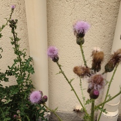 Cirsium arvense