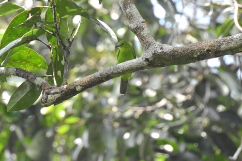 Greater Green Leafbird (Chloropsis sonnerati), photo 3