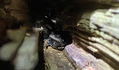 Plethodon glutinosus