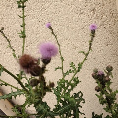 Cirsium arvense