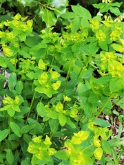 Helioscopia