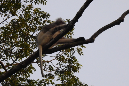 Bicolored Banded Langur