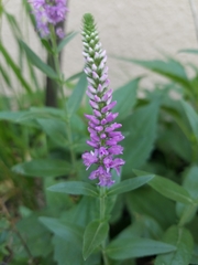 Veroniceae