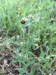 Coccinella septempunctata