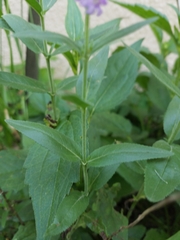 Veroniceae